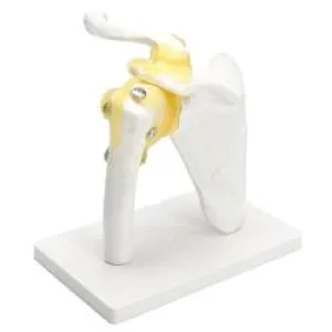 Big Shoulder Joint-functional Model