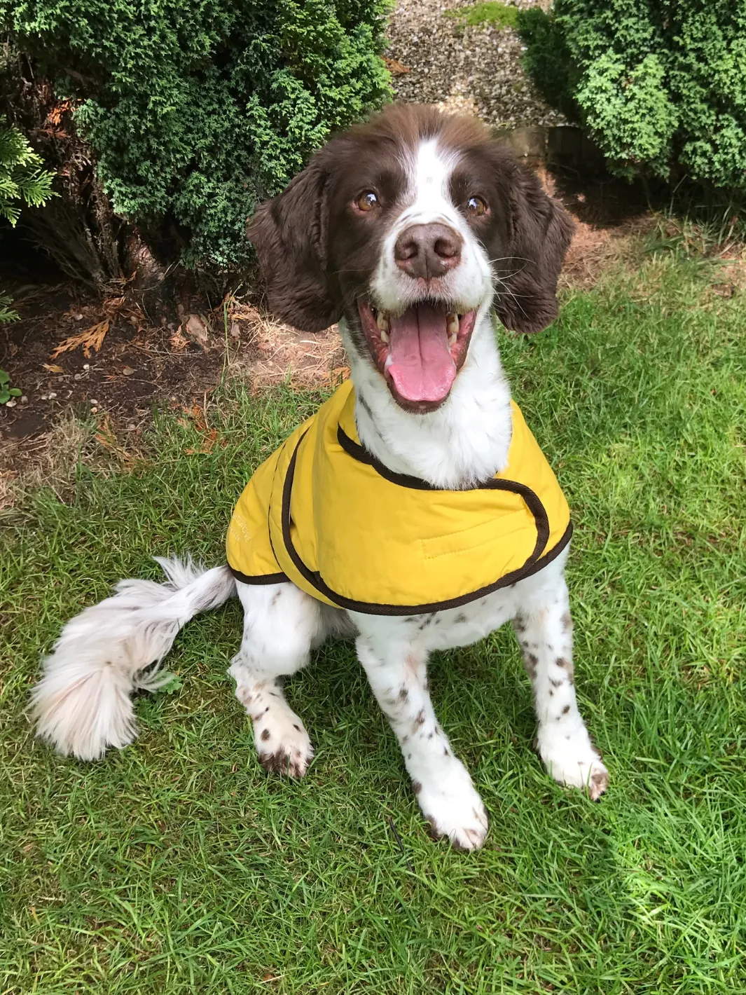 Dog Coat - Sunflower Yellow Wax