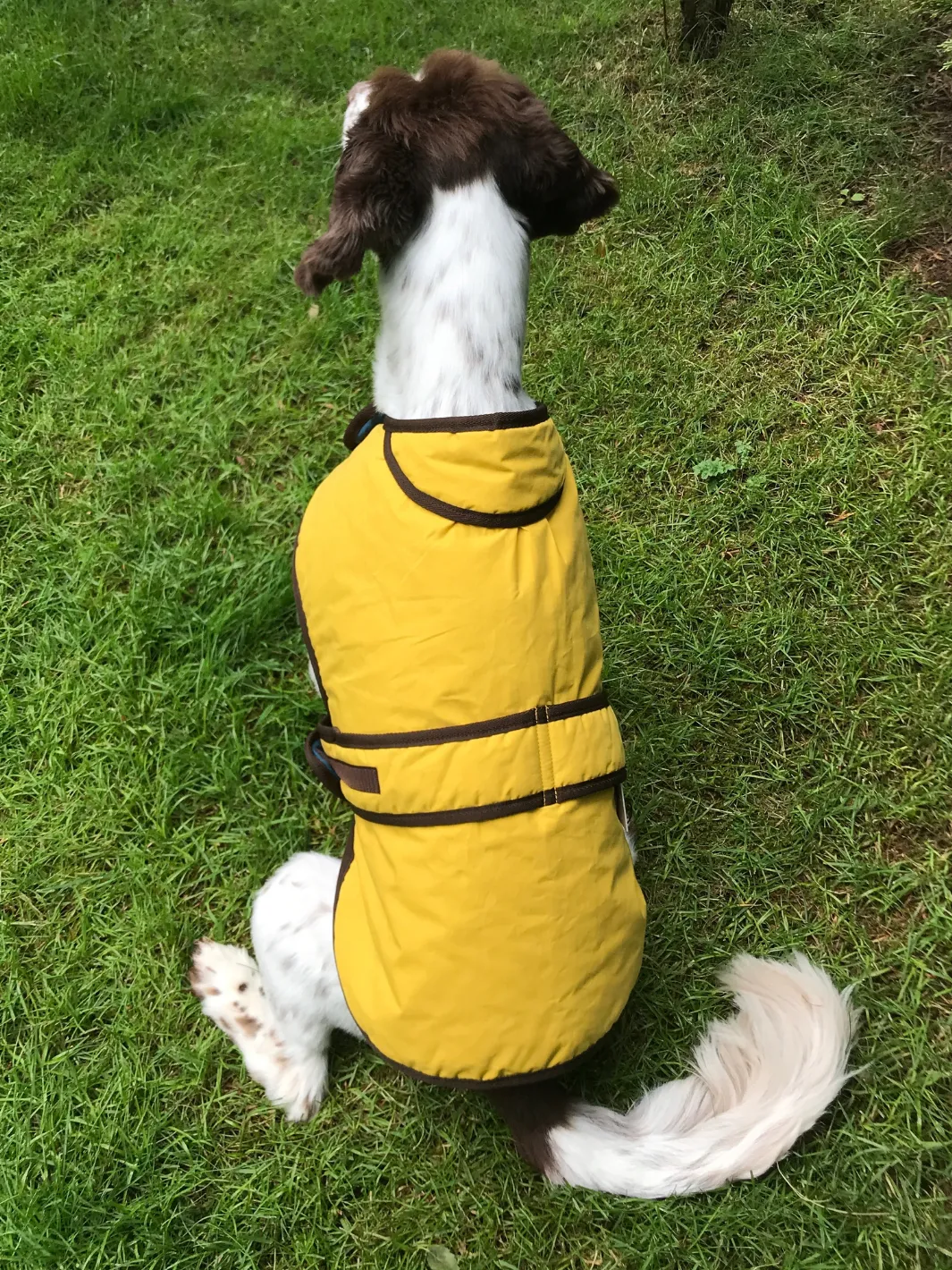 Dog Coat - Sunflower Yellow Wax